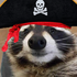 Avatar van Raccoon