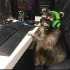 Avatar van xBeardedBear
