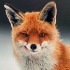 Avatar van Foxman “Save foxes hunt people”